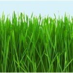cropped-header1_jpg-grass1.jpg