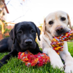 Screenshot 2023-07-09 055018